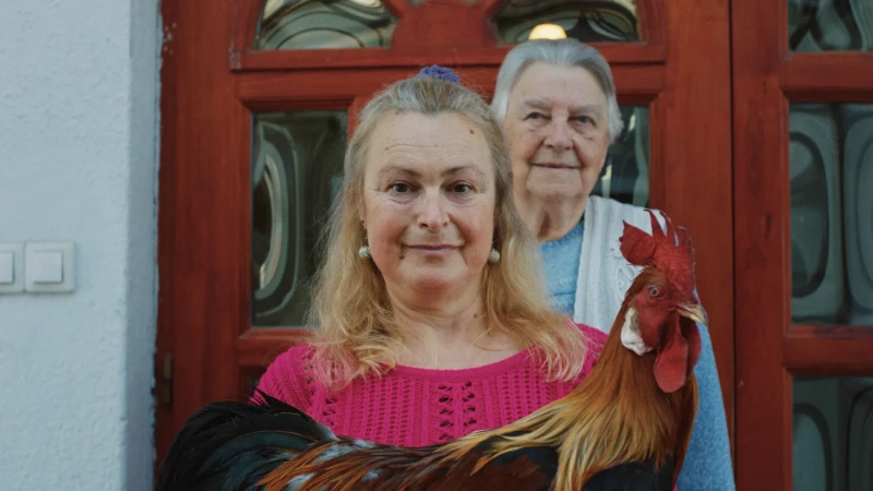 Sanyi the Rooster